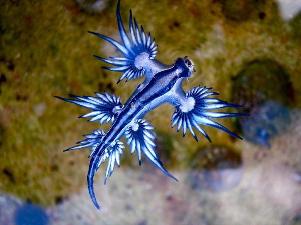 Animales azules: características y curiosidades - 6. Glaucus atlanticus