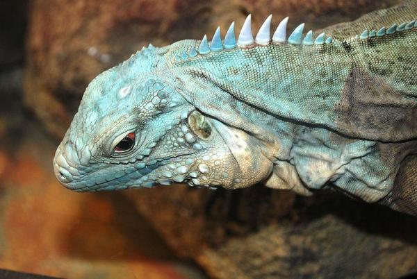 Animales azules: características y curiosidades - 4. Iguana azul