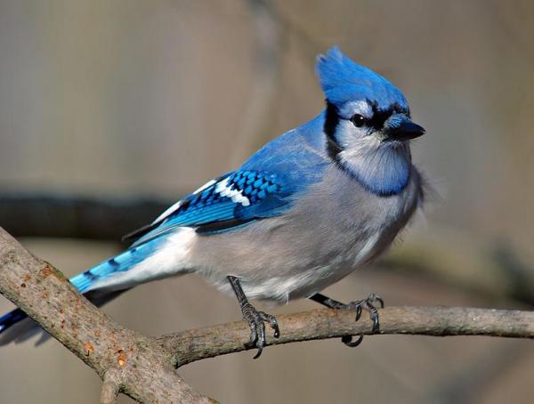 Animales azules: características y curiosidades - 1. Blue jay