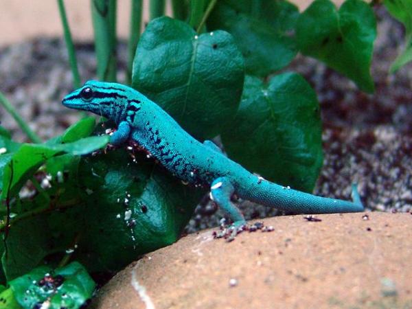 Animales azules: características y curiosidades - 3. Gecko azul eléctrico