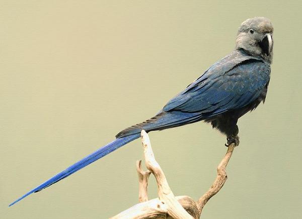 Animales azules: características y curiosidades - 12. Guacamayo de Spix