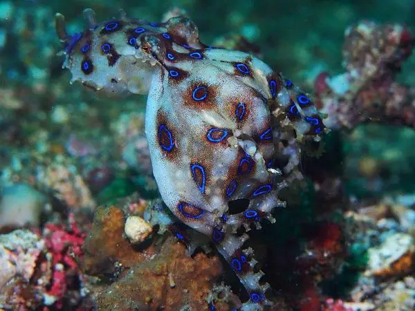 Animales azules: características y curiosidades - 7. Pulpo de anillos azules