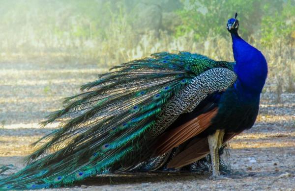 Animales azules: características y curiosidades - 9. Pavo real