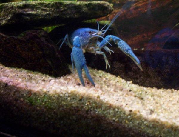 Animales azules: características y curiosidades - 13. camarones de Florida