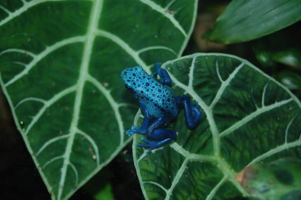 Animales azules: características y curiosidades - 10. Okopipi