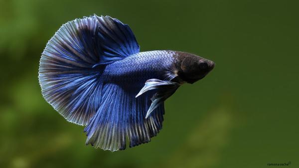 Animales azules: características y curiosidades - 15. Peces luchadores