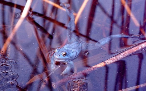 Animales azules: características y curiosidades - 14. Rana arvale