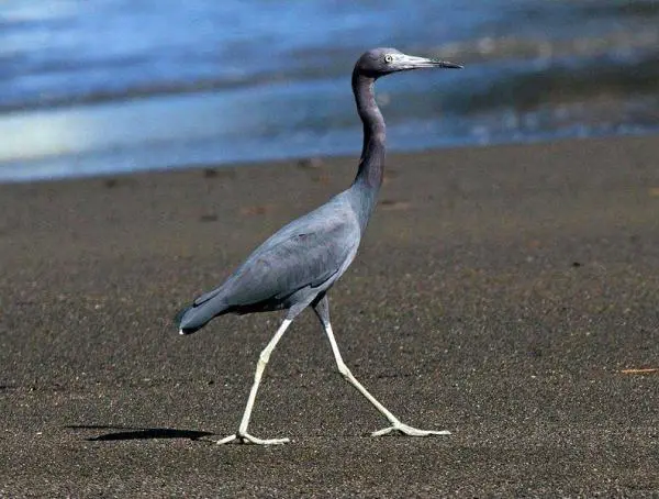 Animales azules: características y curiosidades - 8. Gran garza azul