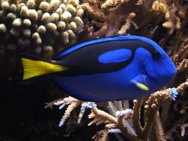 Animales azules: características y curiosidades - 11. Pez cirujano azul