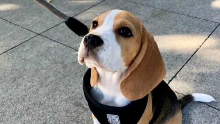 perro en alerta (foto de Instagram)
