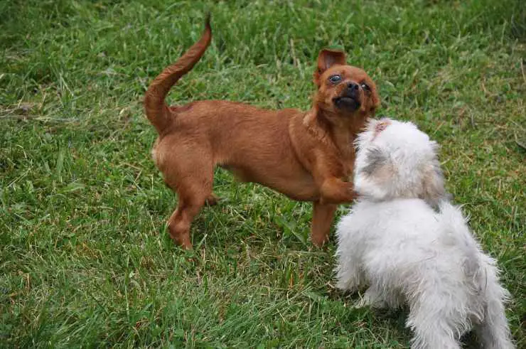 Perros jugando Perros jugando