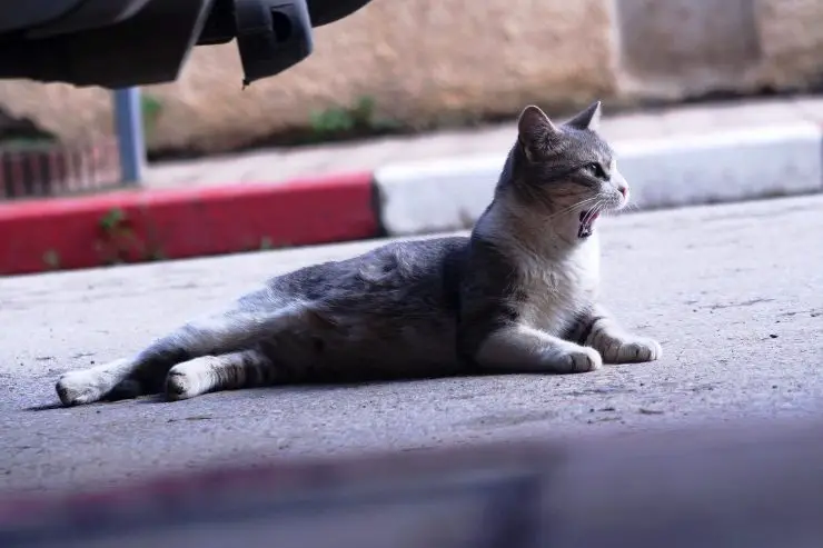 Gato en la calle Gato en la calle