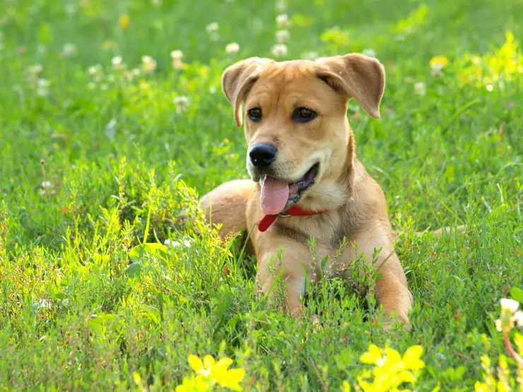Picaduras de insectos en perros: cómo comportarse y cuáles son los riesgos