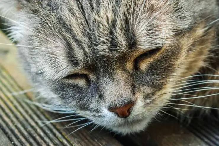 Acepta que el gato está envejeciendo Acepta que el gato está envejeciendo