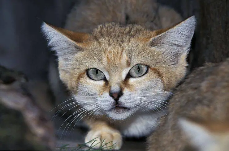 gato de arena gato de arena