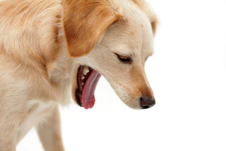 vómitos en perros El perro esta vomitando