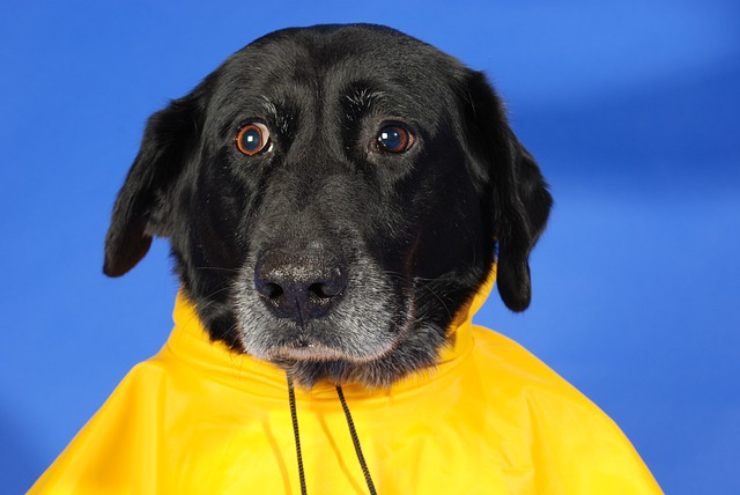perro impermeable