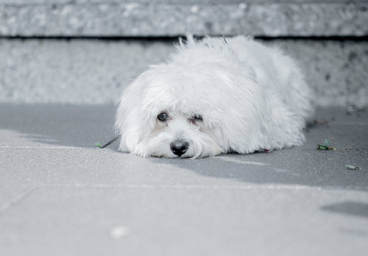 Perro mestizo Maltipoo