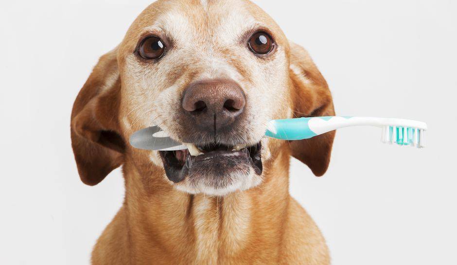 lavar los dientes del perro Higiene bucal del perro