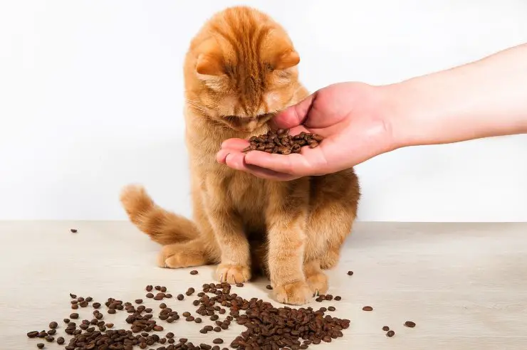 semillas de cafe gato semillas de cafe gato