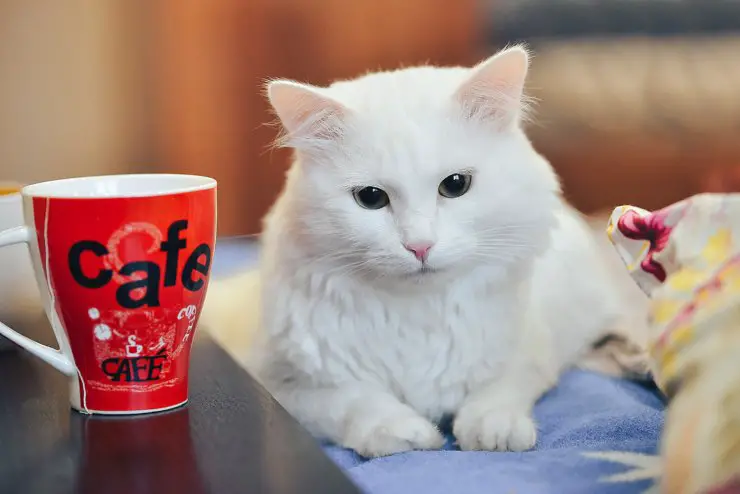 El gato bebe cafe El gato bebe cafe