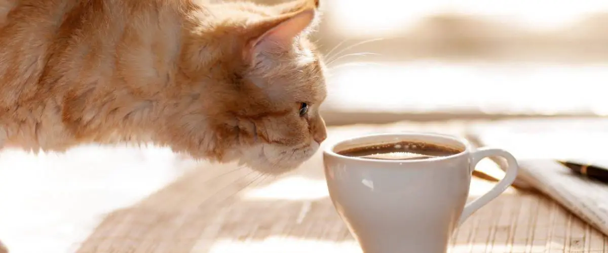 El gato bebe café: ¿cuáles son los efectos de la cafeína y todos los