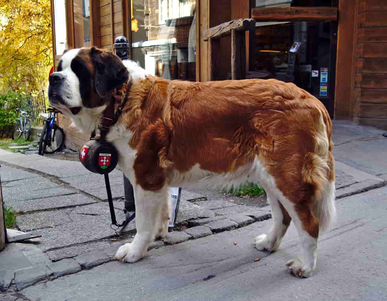 Nombres y música de perros