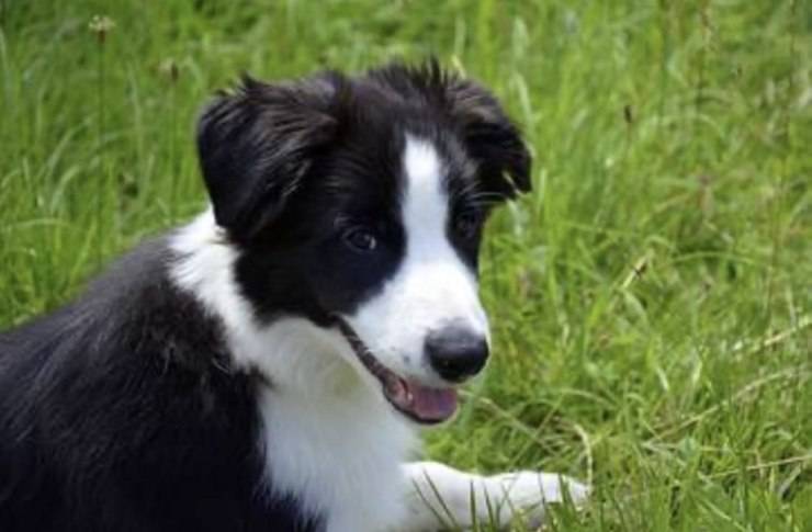 Border collie perro prado