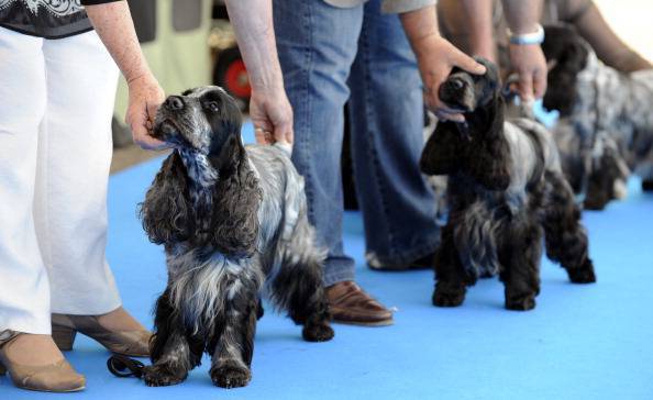 Los cocker spaniels se presentan durante la