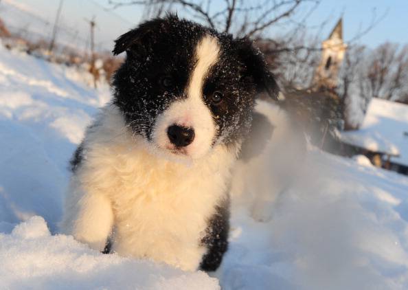 Pla de cachorros de Border Collie de siete semanas