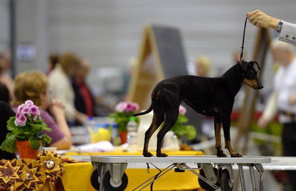 ALEMANIA-ANIMALES-PERRO