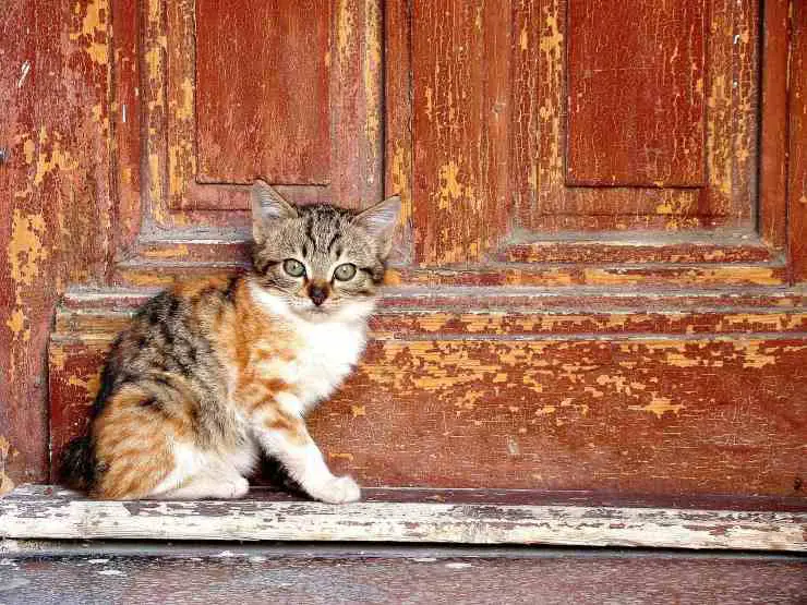 Gato en la puerta Gato en la puerta