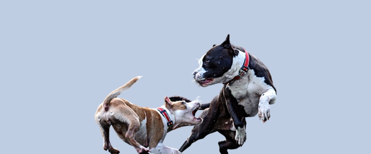 Hacer que dos perros se reconcilien Hacer que dos perros se reconcilien