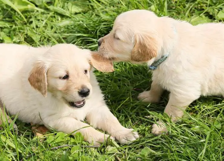 Cachorros jugando Cachorros jugando