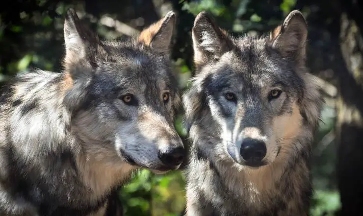Perros con aspecto de lobo Perros con aspecto de lobo