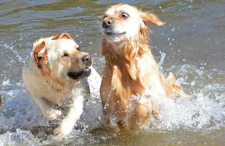 perros labrador y golden retriever juegan