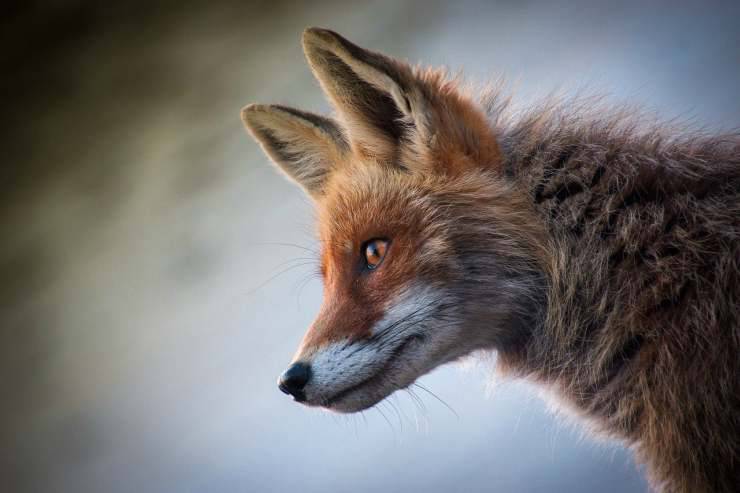 el zorro como mascota La mirada del zorro (Foto Pixabay)