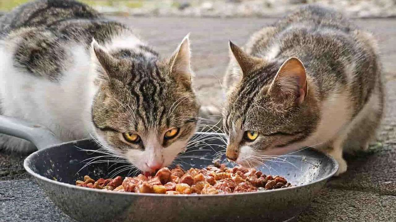 Dieta BARF Para El Gato: Que Es, Que Alimentos, Pros Y Contras Para El ...