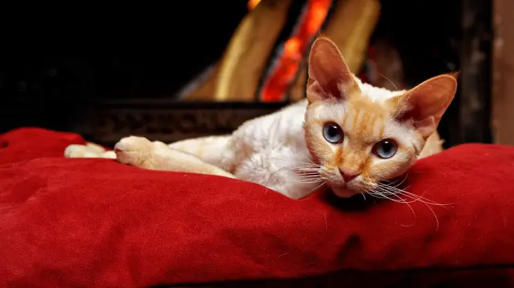 Los gatos más pequeños del mundo. Los gatos más pequeños del mundo.