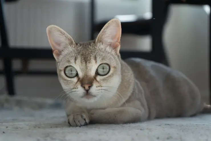 Los gatos más pequeños del mundo. Los gatos más pequeños del mundo.