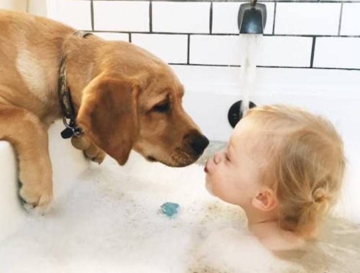 perro baño bebé niño