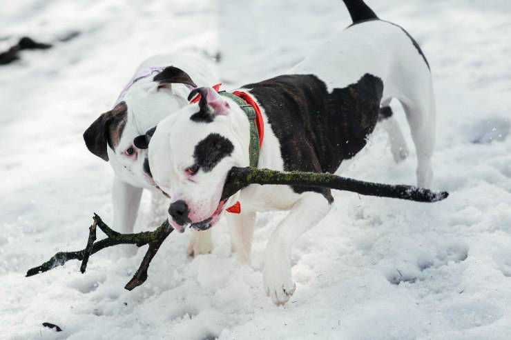 Bulldogs americanos cucciolo