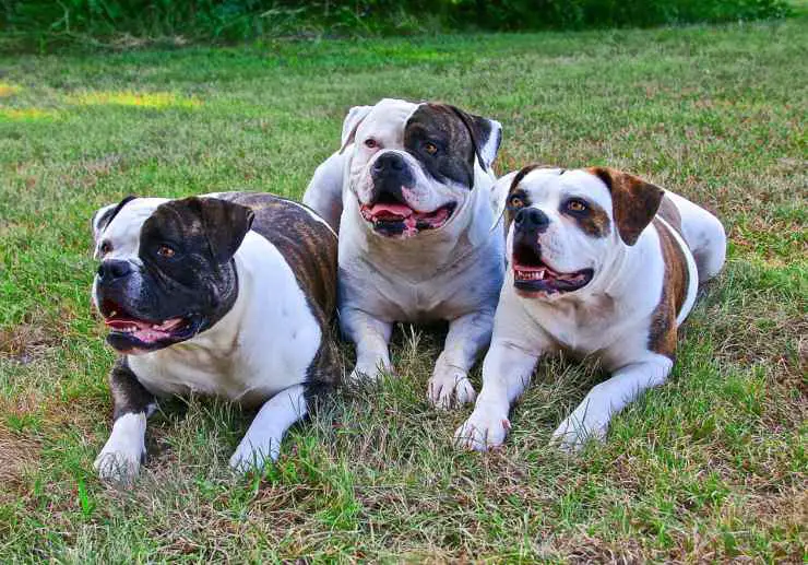 Bulldog americano adulto