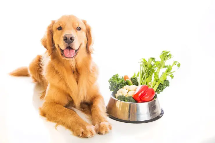 perro fruta vegetal invierno