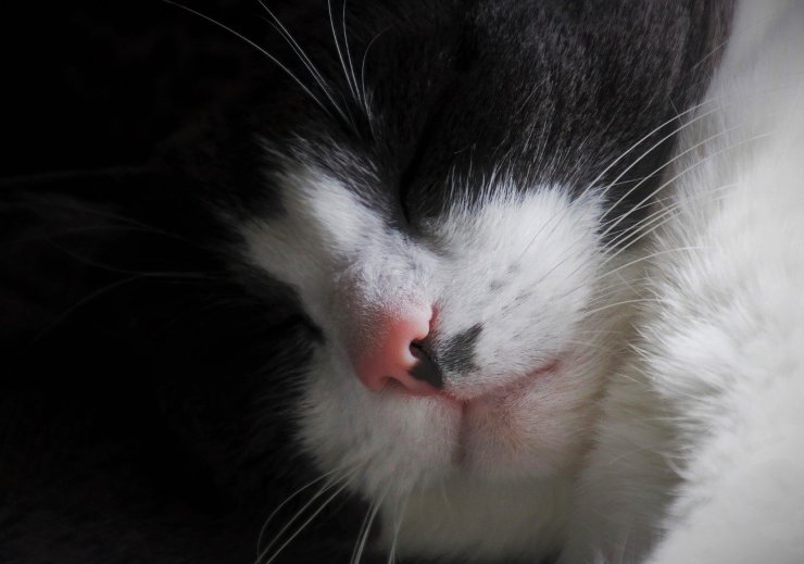 Gato que esta enfermo Gato que esta enfermo