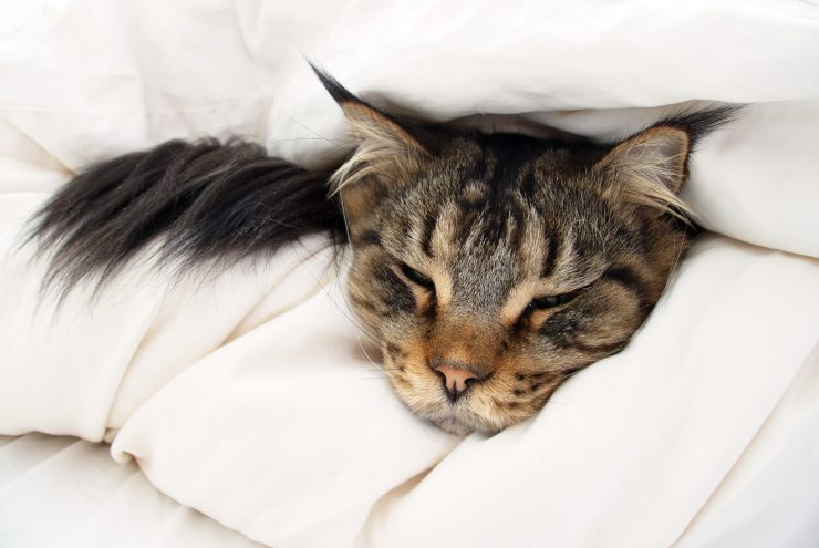 Cuidar a un gato moribundo Cuidar a un gato moribundo