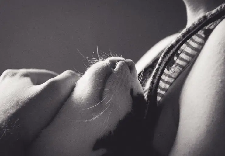 Gatito en sus brazos Gatito en sus brazos