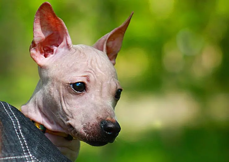 Fido Fido