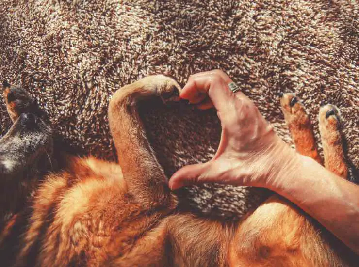 Ataque cardíaco en perros Ataque cardíaco en perros