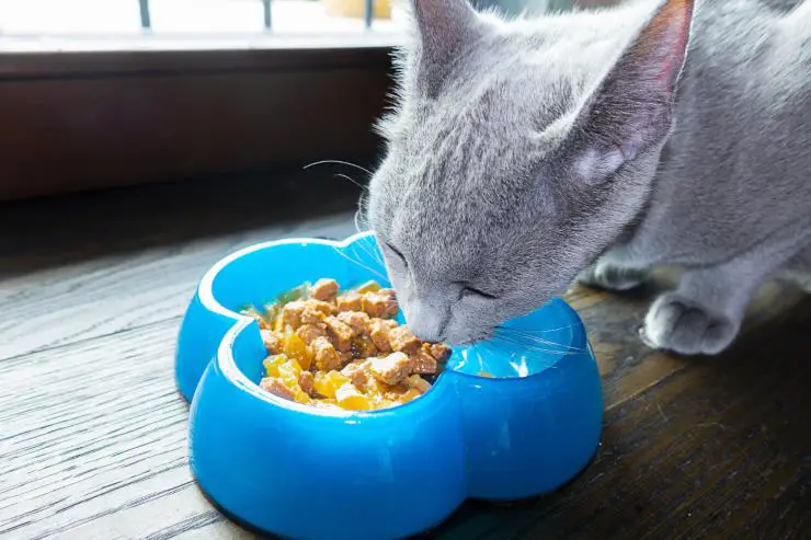 Comida húmeda para gatos Comida húmeda para gatos